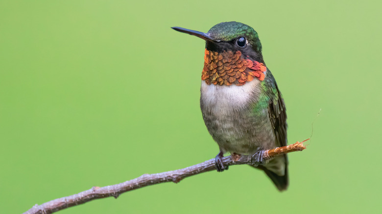 Ruby-throated hummingbird perched on a twig