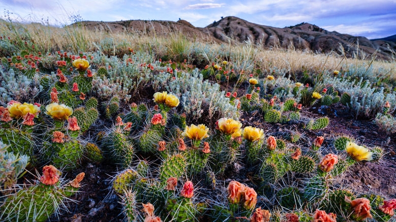 field of prickly pear cacti in bloom