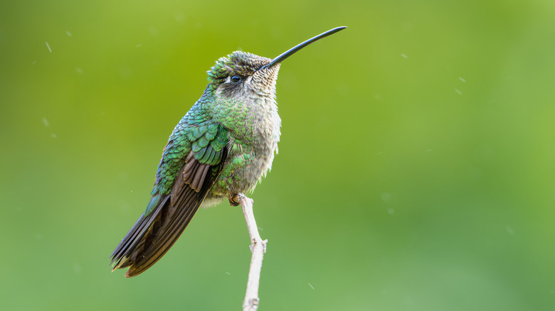 hummingbird perched on twig