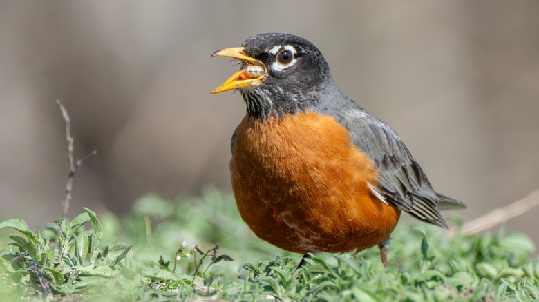 An American robin eating a grub