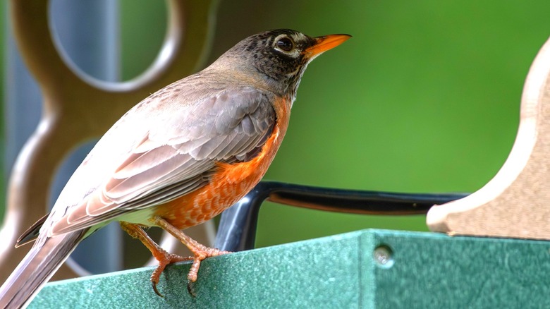 Robin visiting a tray-style feeder