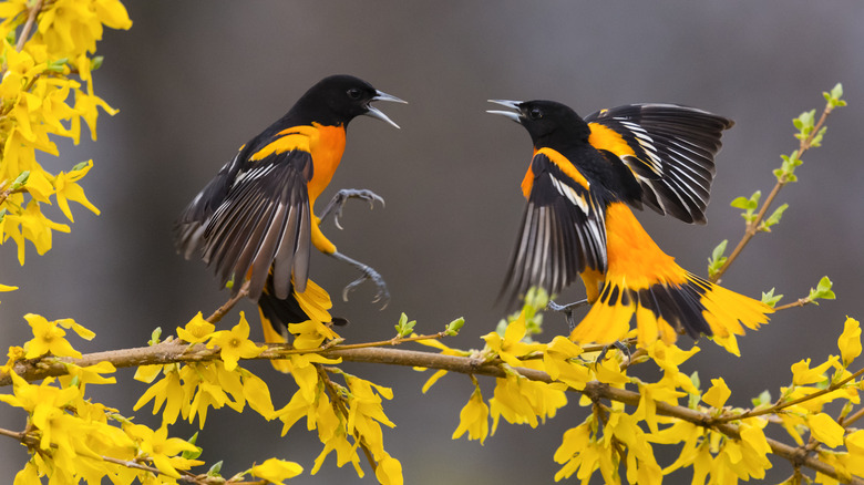 Two orioles battling over territory