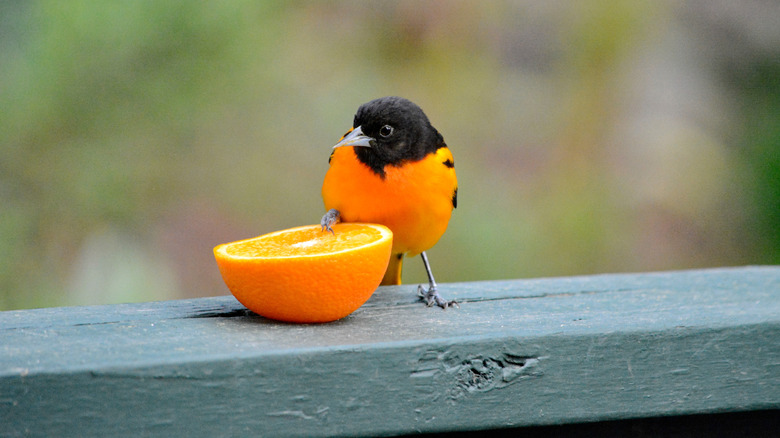 Baltimore oriole with an orange half