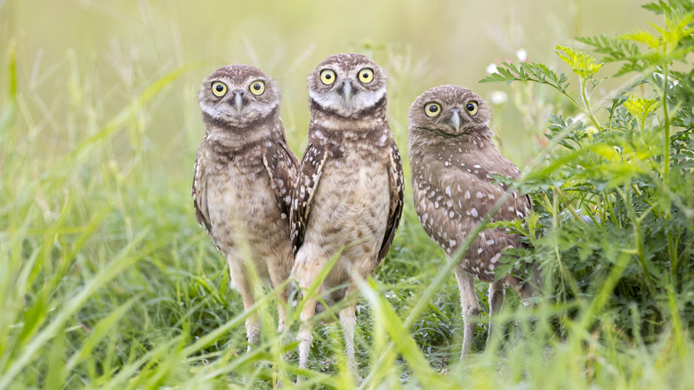 A trio of burrowing owls surrounded by greenery