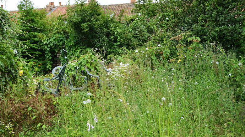 A garden overgrown with weeds and plants
