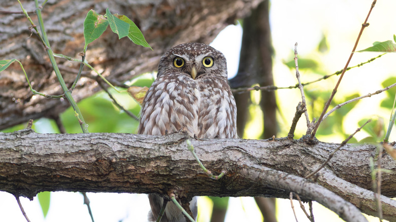 Small owl sitting in a tree