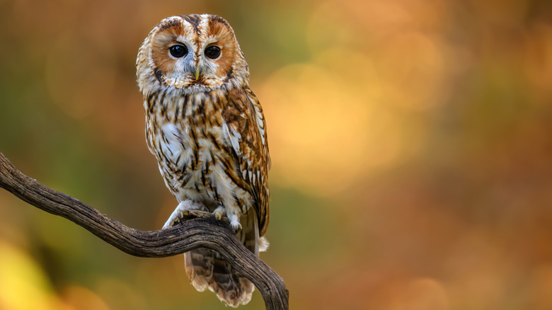 Tawny owl sitting on a branch
