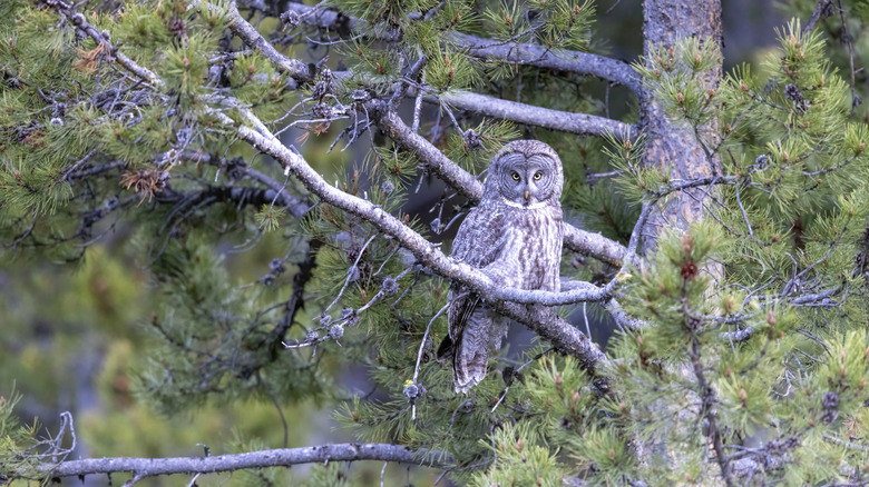 Owl in an old pine tree