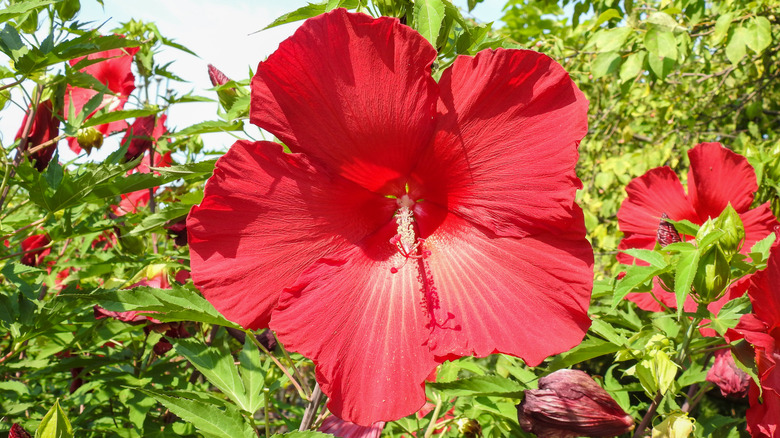 red rose mallow flowers in bloom