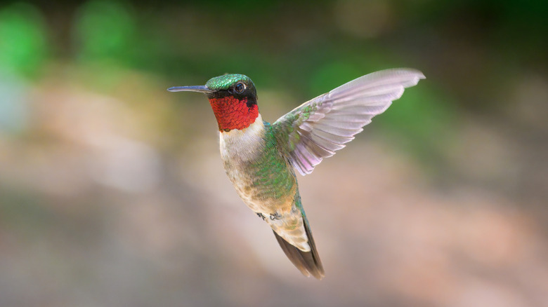 ruby-throated hummingbird in flight