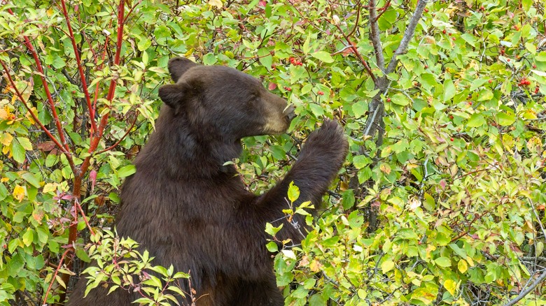 A black bear eating berries