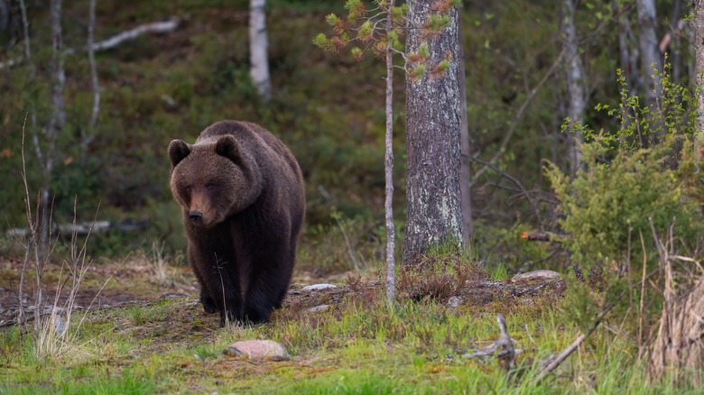 A brown bear walking through the forest