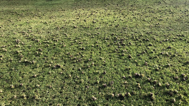 Aerated lawn with many plugs