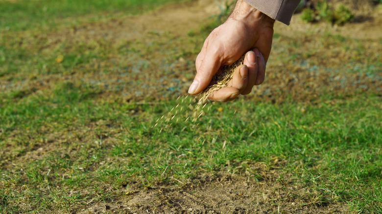 Man overseeding lawn with grass seed