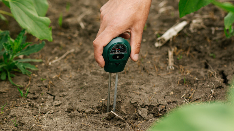Person taking soil moisture measurements