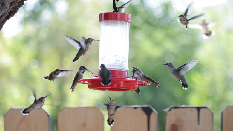 Many hummingbirds fluttering around a nectar feeder