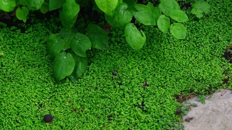 Baby's tears ground cover surrounded by large rocks