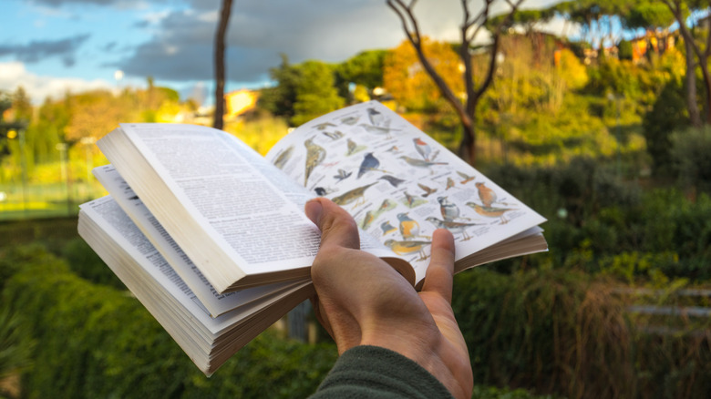 Person holding a bird field guide open