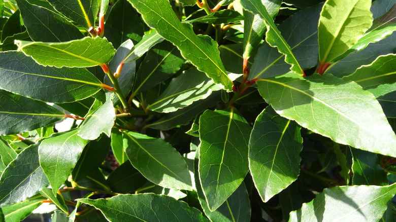 Close-up of leaves on a growing bay laurel plant