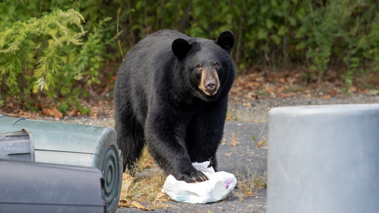 black bear with paw on a trash bag