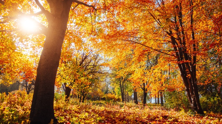 Forest filled with autumn leaves