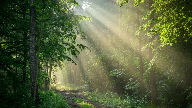 God beams in a forest