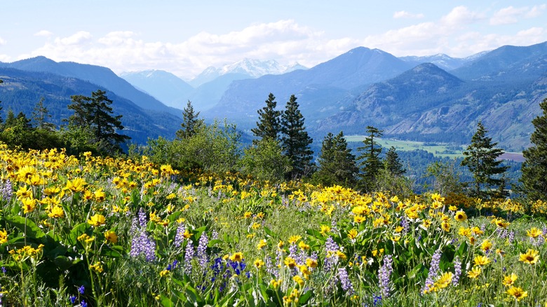 Field of mountain wildflowers