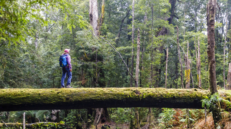 Hiker alone in woods