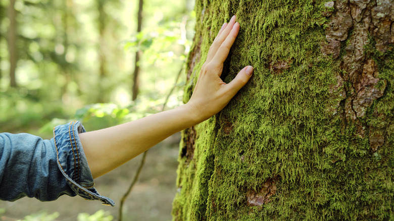 Girl touches moss-covered tree