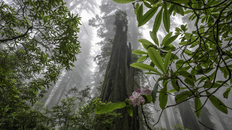 Leaves of a redwood tree