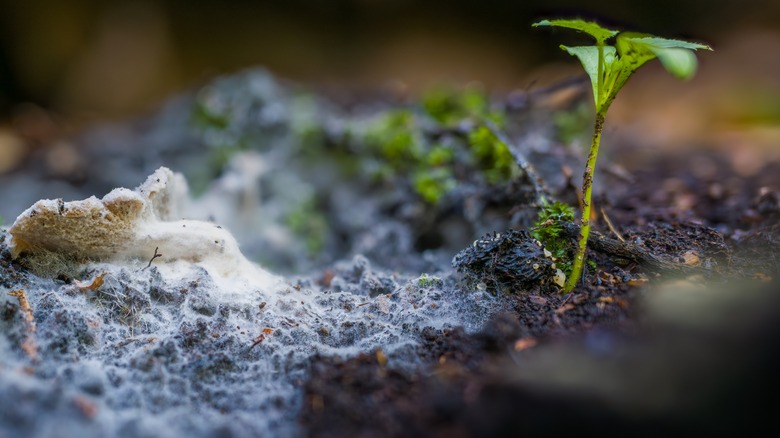 Mycelium network hugging the ground