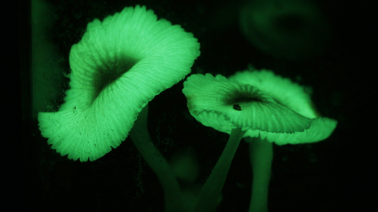 Foxfire glowing at night in forest