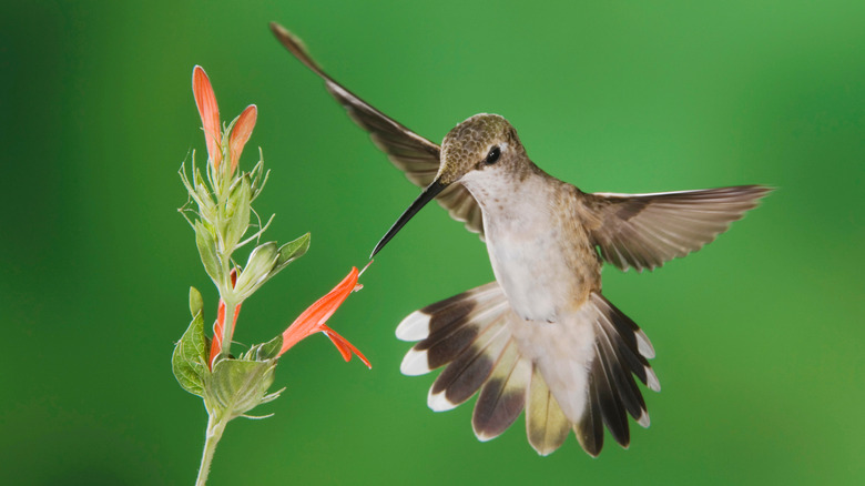 A hummingbird feeding on a autumn salvia flower