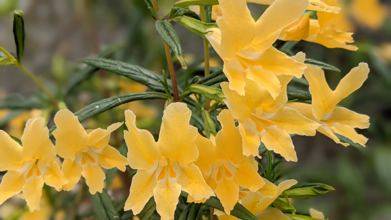 Bush monkey flower blossoms