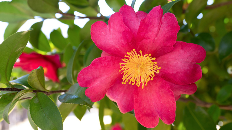 A pink camellia in full bloom