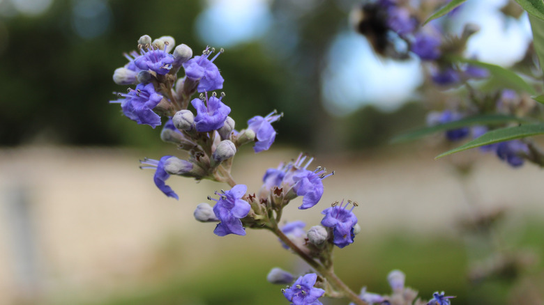 A blue chasteberry flower stem