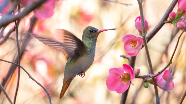 A hummingbird feeding on flowering quince