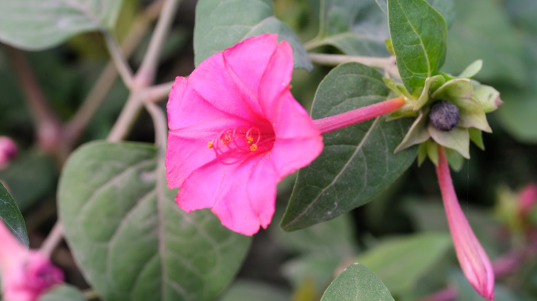 A pink four o'clock flower in full bloom