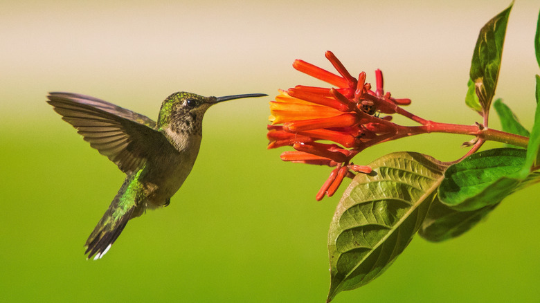 A hummingbird feeding on a red flower