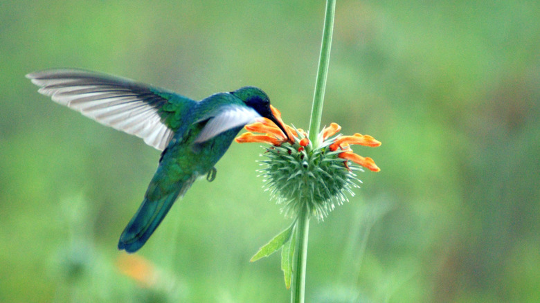 A hummingbird feeding on a lion's ear flower