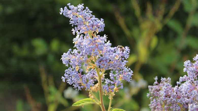 Tiny blue New Jersey tea flowers