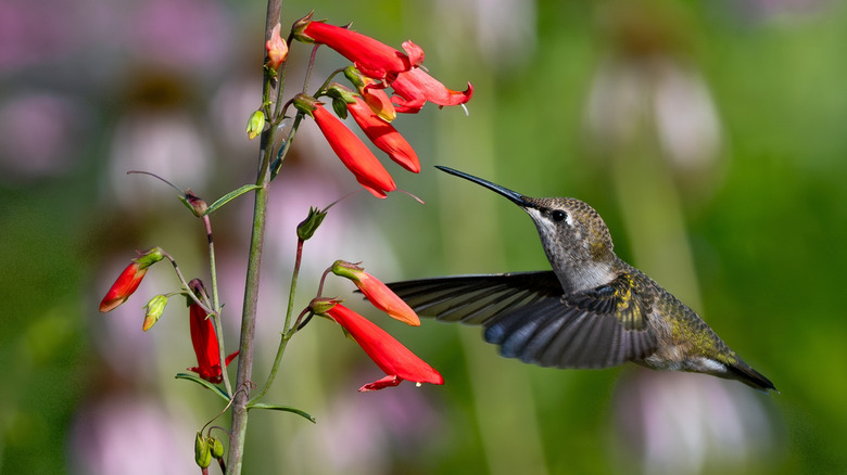 A hummingbird feeding on a penstemon flower