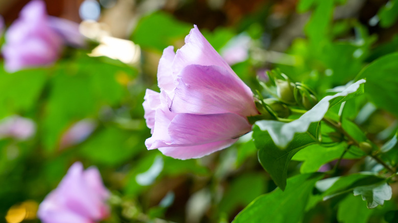 A Rose of Sharon bud starting to open
