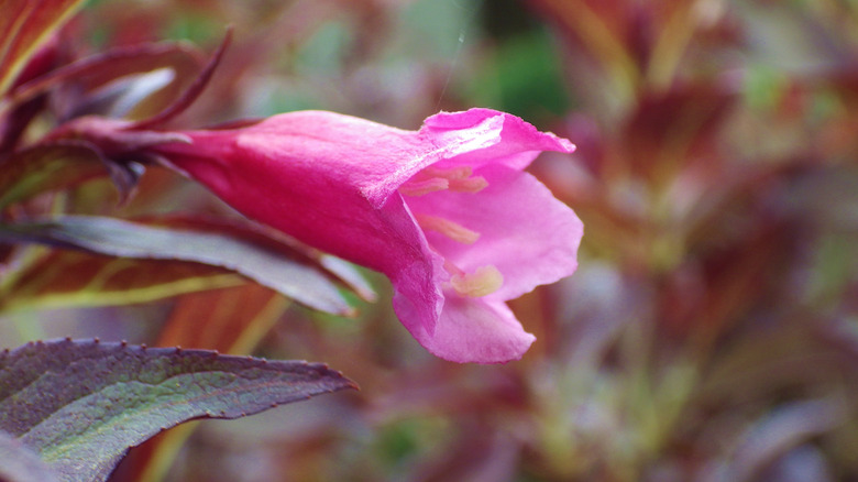A pink Weigela blossom