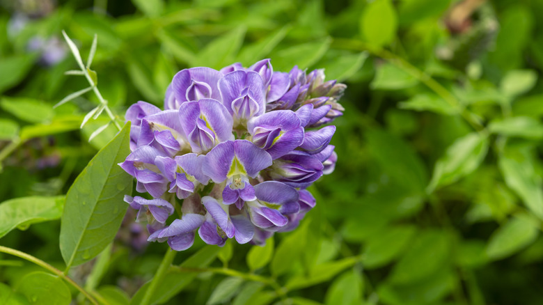 beautiful purple American wisteria flowers