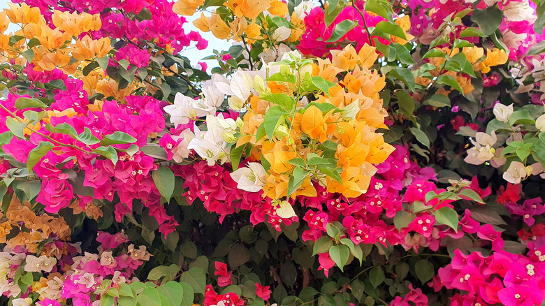 Multicolored bougainvilleas in bloom