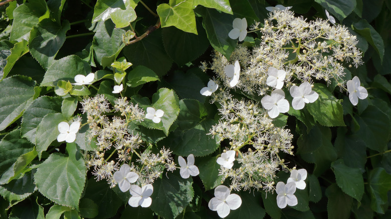 Beautiful lacy white flowers of a climbing hydrangea