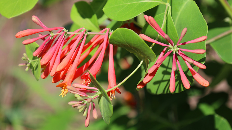 Orange coral honeysuckle flowers in bloom