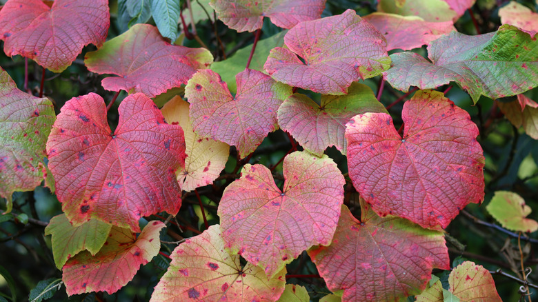 The green and red leaves of crimson glory vines