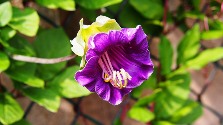 A cup and saucer vine with purple flower in full bloom